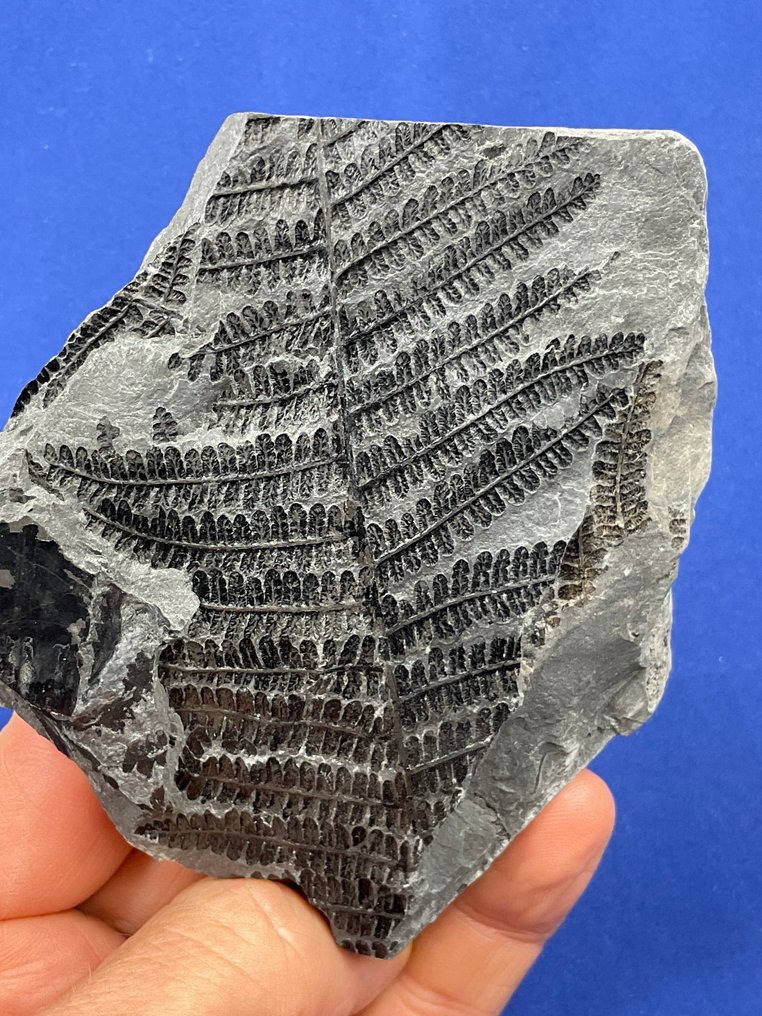 Όμορφο ανθρακώδες φυτικό απολίθωμα. - Απολιθωμένο φυτό - Pecopteris pennaeformis - 11 cm - 11 cm  (χωρίς τιμή ασφαλείας) #1.0