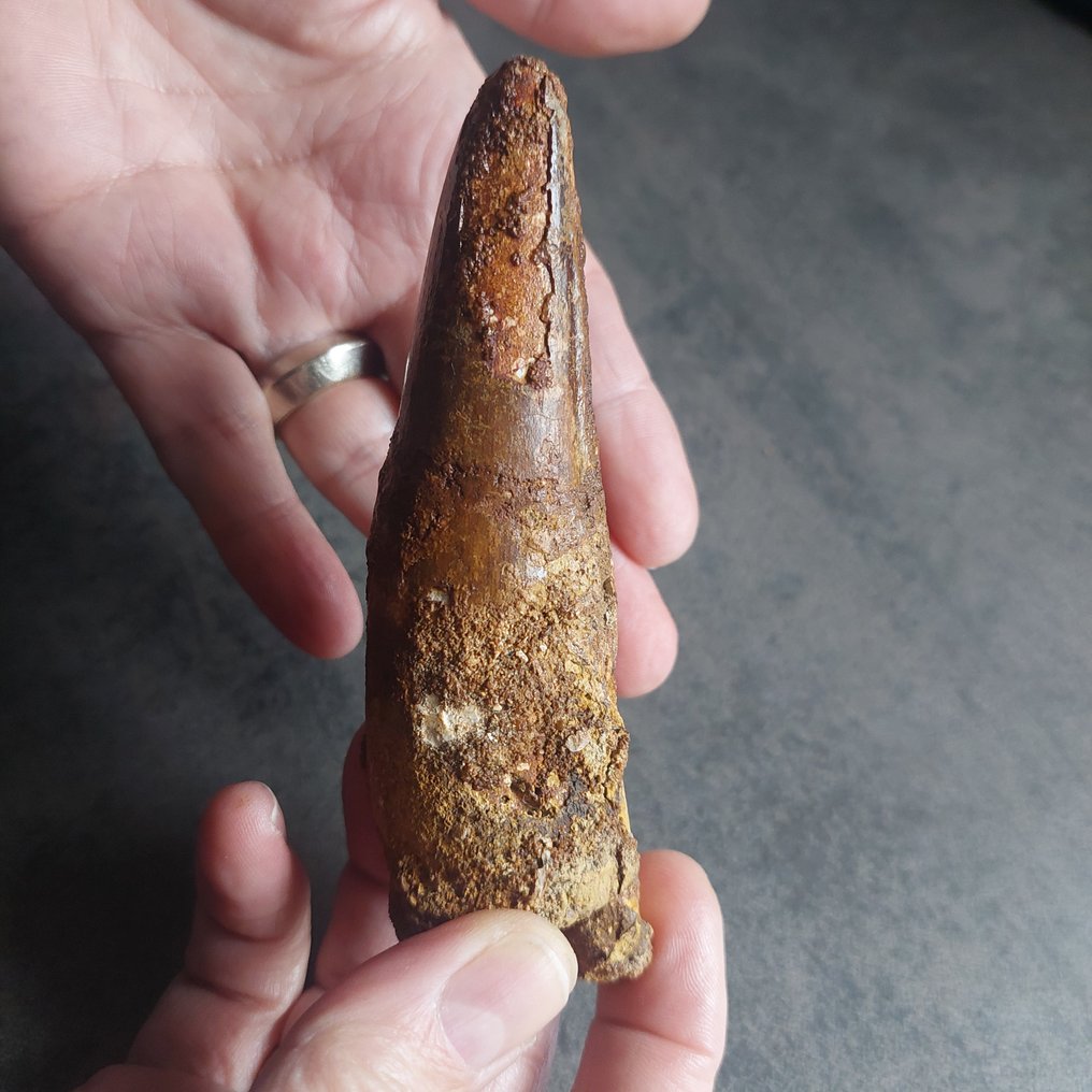 Δεινόσαυρος - Απολιθωμένο δόντι - Spinosaurus aegyptiacus - 120 mm - 35 mm #1.0