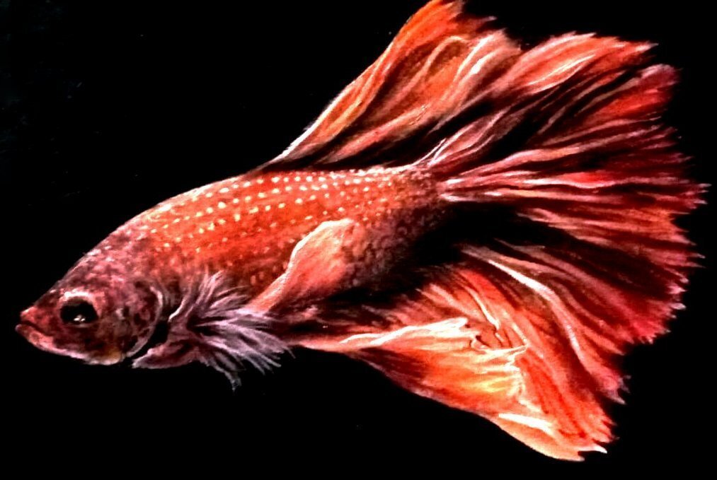 Mauro Pani (1957) - Red fish #1.0