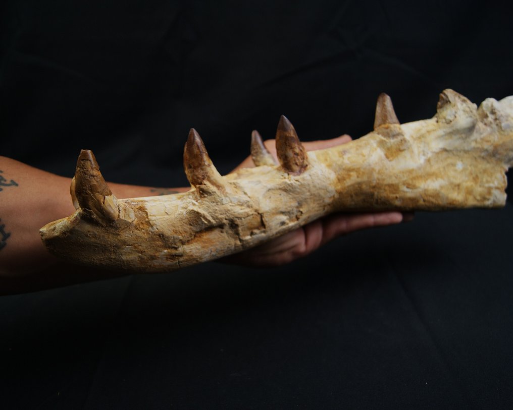 Tidlig hval - Basilosaurid - Forstenet kæbe - Dorudon atrox #4.3