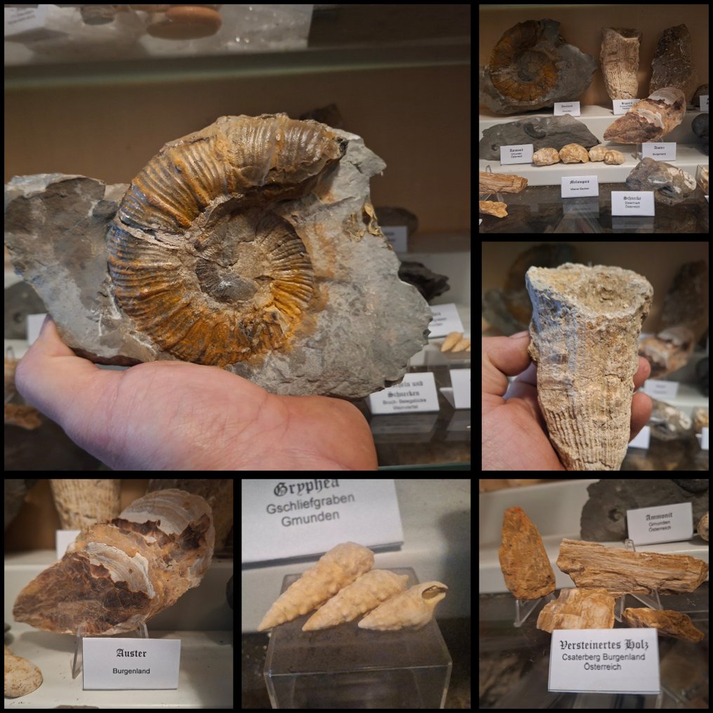 古老的化石收藏，超过20件 - 矩阵化石 - 190 mm  (没有保留价) #1.0