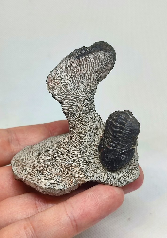 Απολιθωμένο ζώο - Lindas Trilobites Crotalocephalus gibbus + Phacops  (χωρίς τιμή ασφαλείας) #1.0