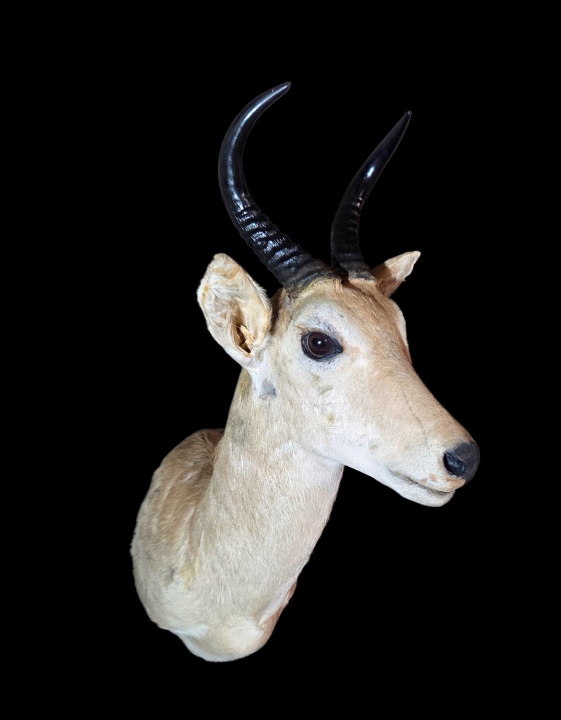 Ταρίχευση με τοποθέτηση στον ώμο για κοινό ρινόκερο. Βάση ταρίχευσης ολόκληρου σώματος - Rendenca aundinum - 78 cm - 0 cm - 54 cm - Είδη που δεν ανήκουν στο CITES #1.0