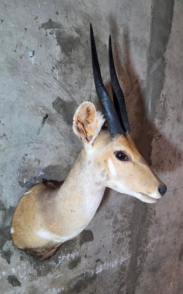 Bushbuck-肩部悬挂剥制 標本全身支架 - Tragelaphus scriptus - 75 cm - 0 cm - 45 cm - 非《瀕臨絕種野生動植物國際貿易公約》物種 #4.3