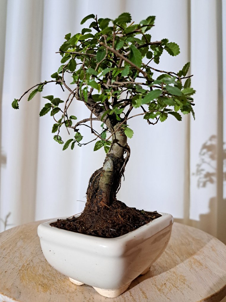 中国榆木盆景（樃榆） - 高度 (树干): 17 cm - 深度 (树干): 13 cm - 荷兰 #1.0
