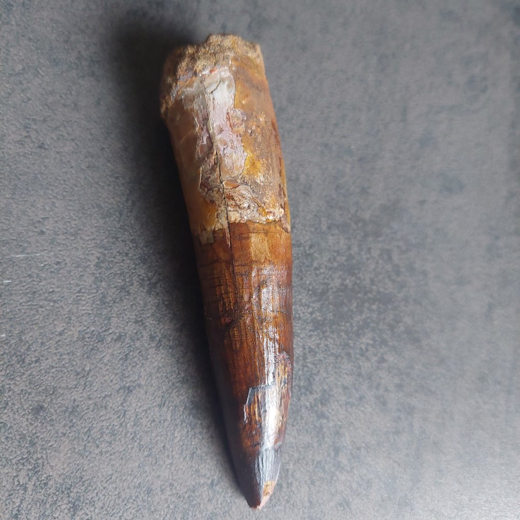 Δεινόσαυρος - Απολιθωμένο δόντι - Spinosaurus aegyptiacus - 115 mm - 30 mm #3.2