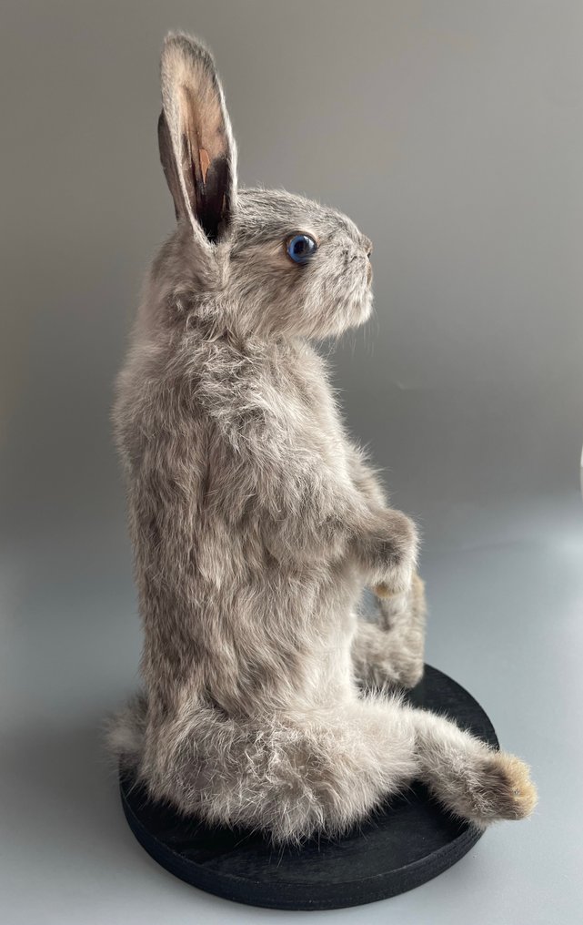 Κουνέλι Βάση ταρίχευσης ολόκληρου σώματος - Taxidermy specimen - 23 cm - 10 cm - 9 cm #4.3