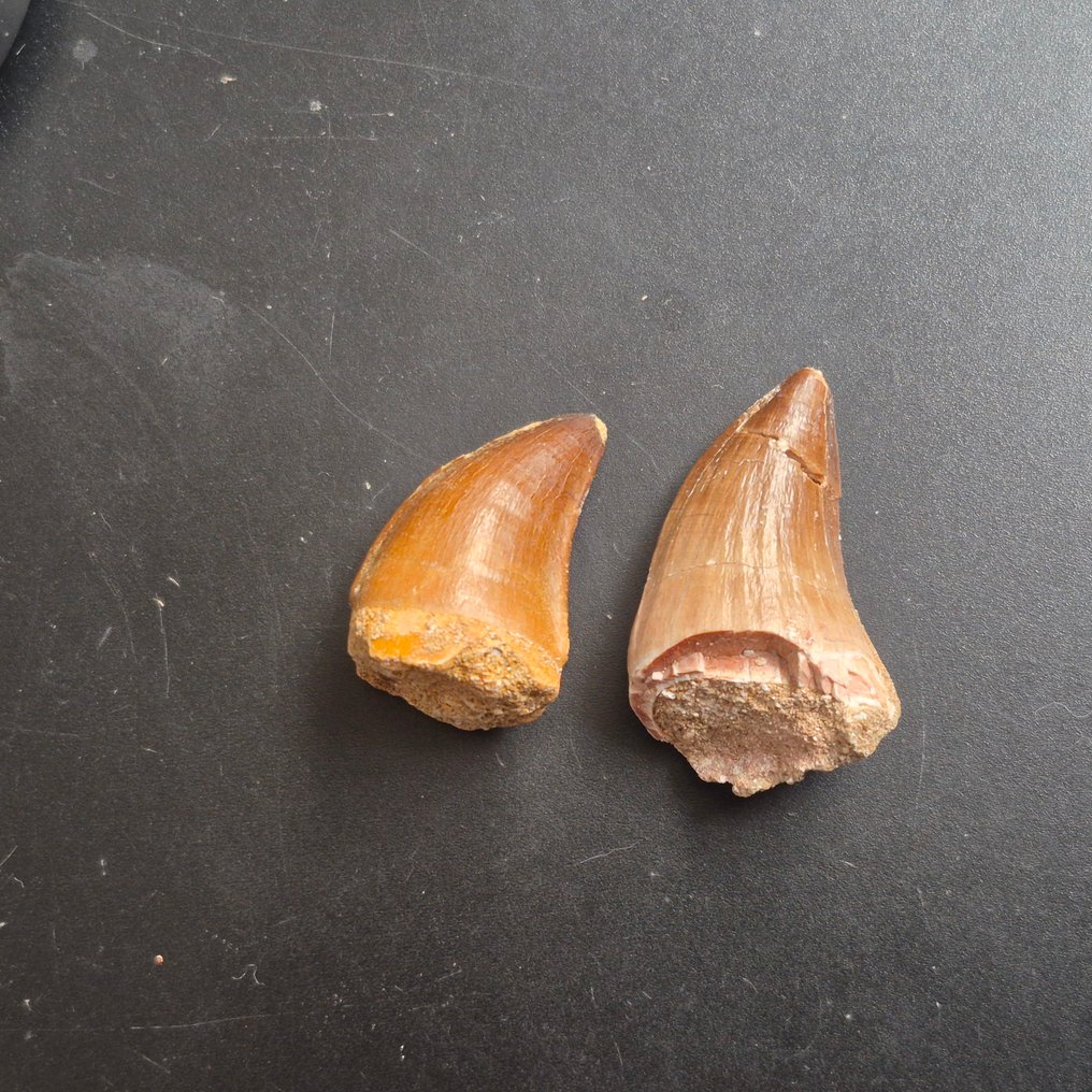 沧龙 - 牙齿化石 - Unieke mosasaurus tanden Groot - 5 cm - 3 cm  (没有保留价) #2.1