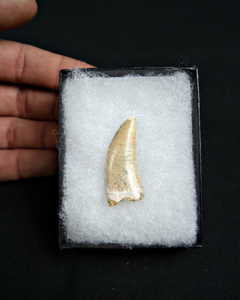 Dinosaur - Fossil tooth - Raptor Abelisaurio #4.3