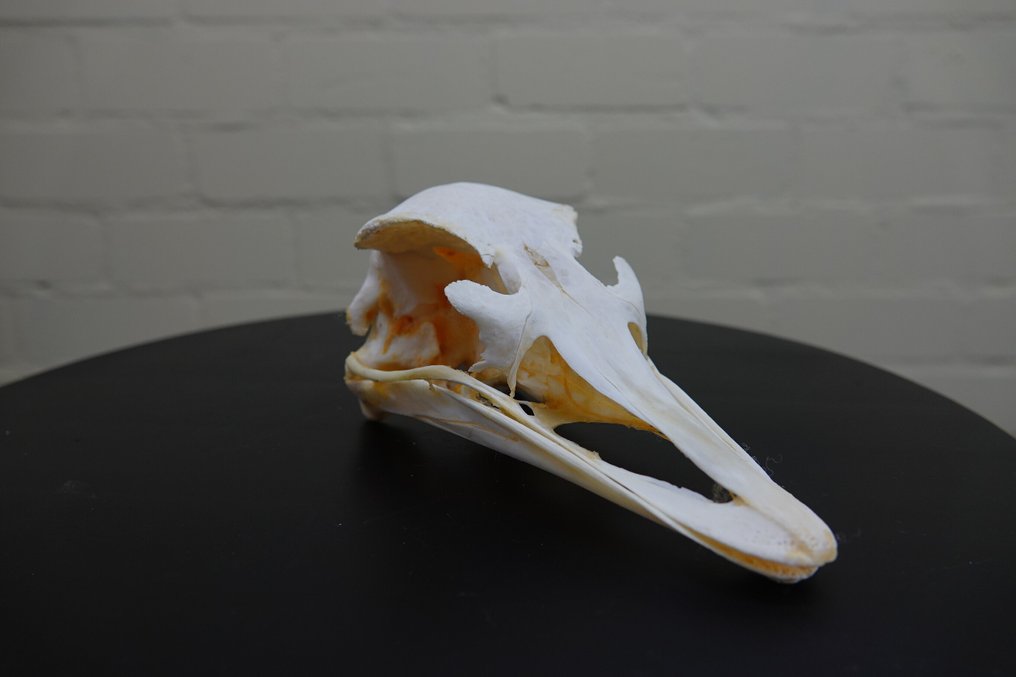 Struzzo Teschio - Struthio camelus - 0 cm - 17.5 cm - 10 cm- non-CITES species #2.1