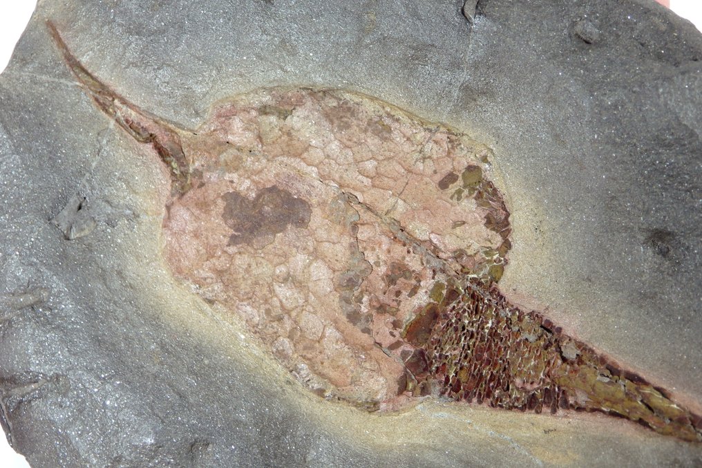 Echinoderm - Fossil platematrise - Carpoids sp. - New location - Huge sice  - Carpoid is over 170mm - 190 mm - 20 mm #2.1