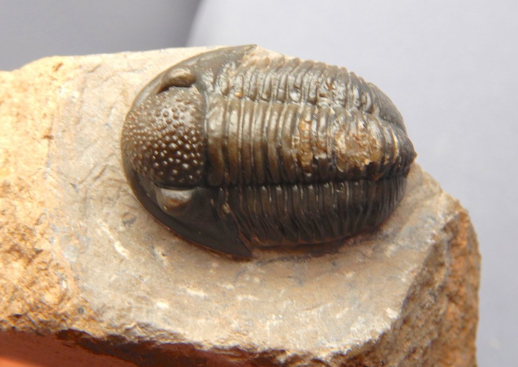 Fossil - Fossiles Skelett - Double Gerastos - 2.5 cm #2.1