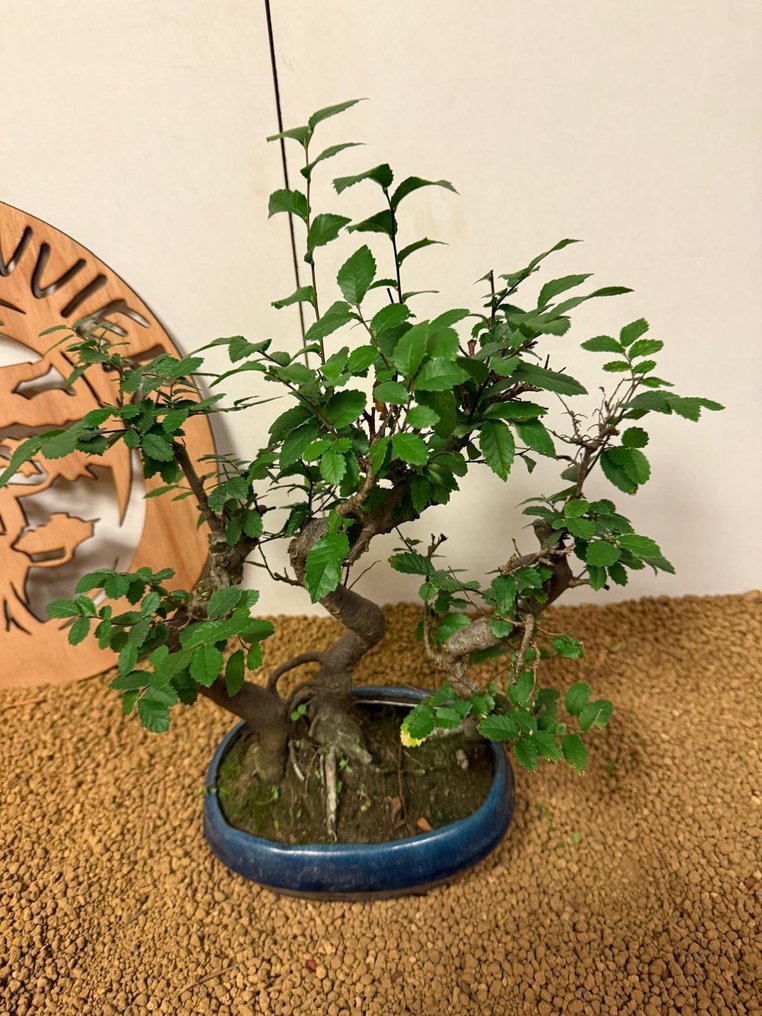 Ιαπωνική φτελιά μπονσάι (Τζέλοβα) - Ύψος (Δέντρο): 34 cm - Βάθος (Δέντρο): 28 cm - Βέλγιο #2.1