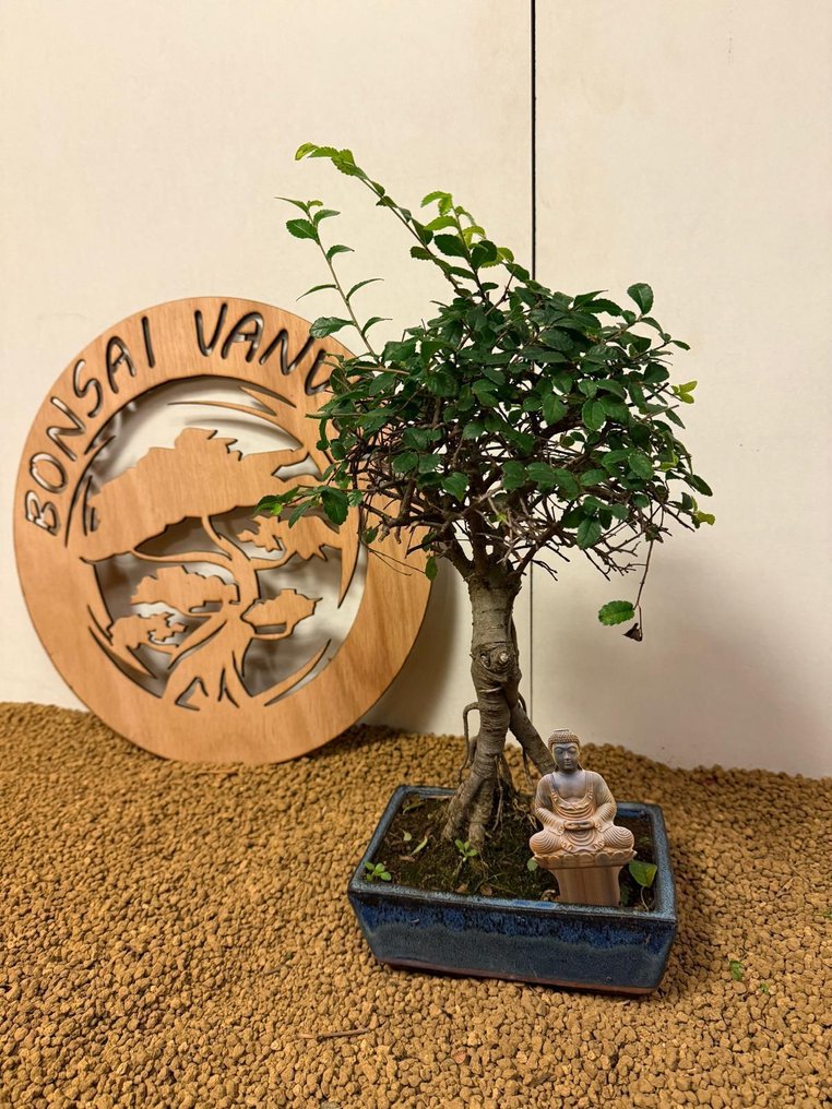 Ιαπωνική φτελιά μπονσάι (Τζέλοβα) - Ύψος (Δέντρο): 34 cm - Βάθος (Δέντρο): 18 cm - Βέλγιο #4.3