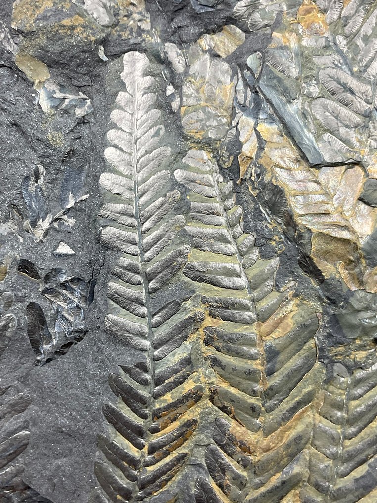 令人惊叹的大型多彩植物化石 - 化石植物 - Neuropteris sp. - 37 cm - 20 cm #3.2