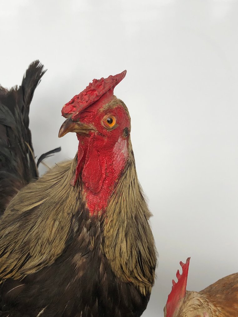 κόκορας και κότα Βάση ταρίχευσης ολόκληρου σώματος - gallus gallus domesticus - 30 cm - 12 cm - 30 cm - Είδη που δεν ανήκουν στο CITES - 2 #3.2