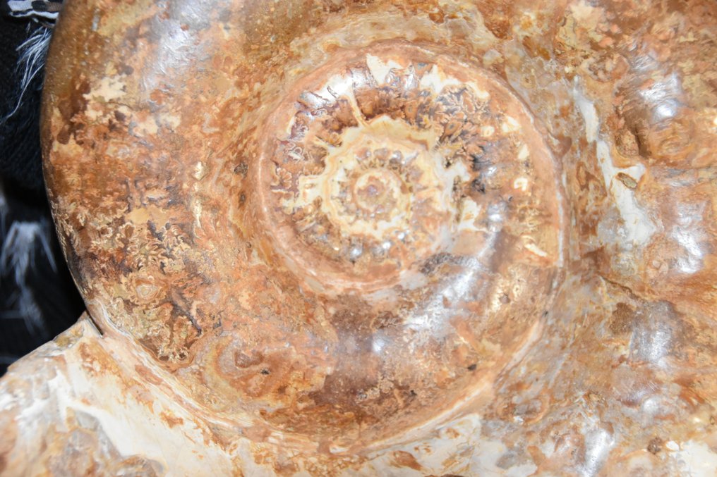 斑彩螺 - 动物化石 - géante Euaspidoceras acanthodes - 350 mm - 350 mm #2.1