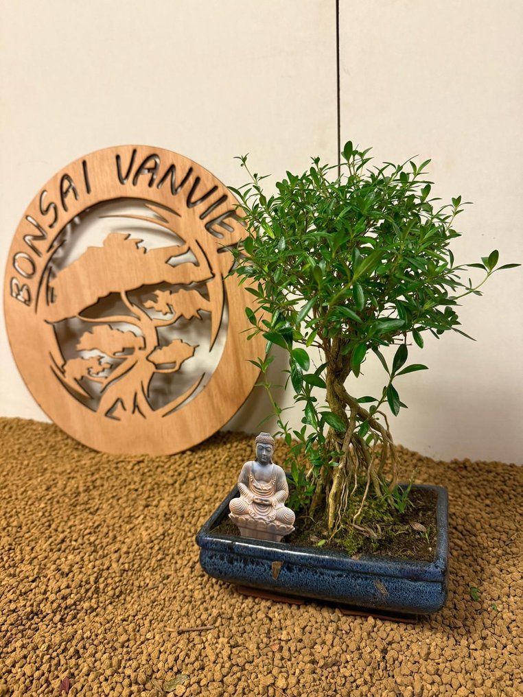 Snow rose μπονσάι (Serissa foetida) - Ύψος (Δέντρο): 28 cm - Βάθος (Δέντρο): 16 cm - Βέλγιο #2.1