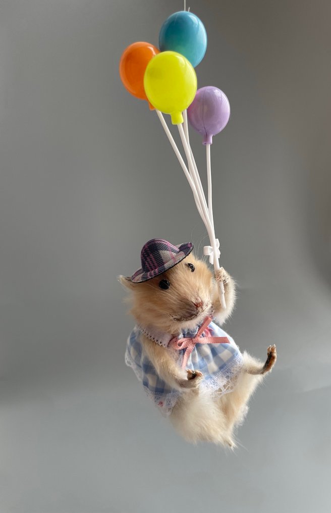 Χαμστερ κατοικίδιο Βάση ταρίχευσης ολόκληρου σώματος - Taxidermy specimen - 23 cm - 4 cm - 5 cm #1.0