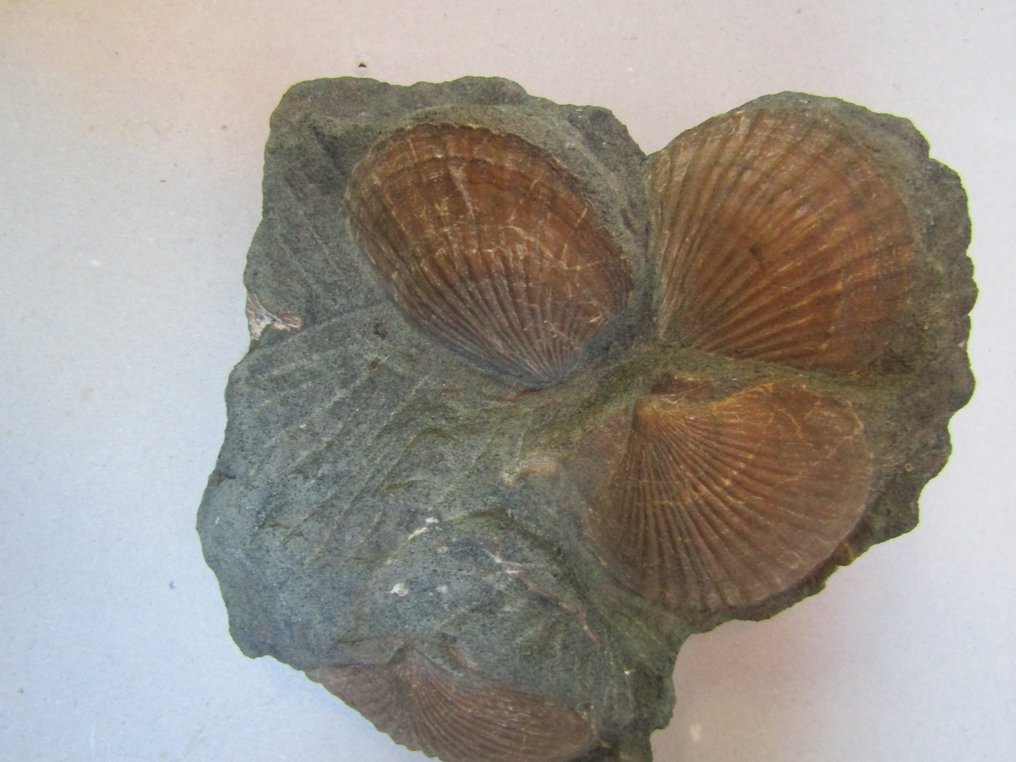 Konkylie - Forstenet skal - 5.5 cm - 15 cm #4.3