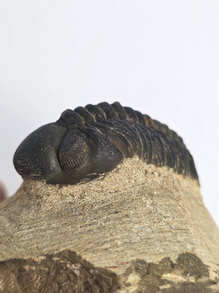 三葉蟲 - 動物化石 - Phacops - 5.5 cm  (沒有保留價) #1.0