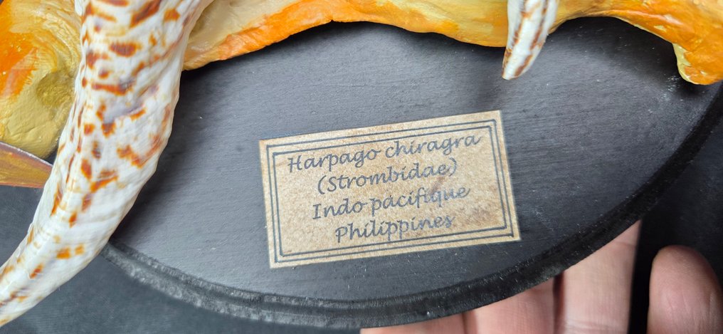 .  - Διόραμα - Σκώληκες Strombidae - αναπαραγωγή σώματος κοχυλιού θάλασσας - ποιότητας μουσείου - Harpago chiragra #1.0