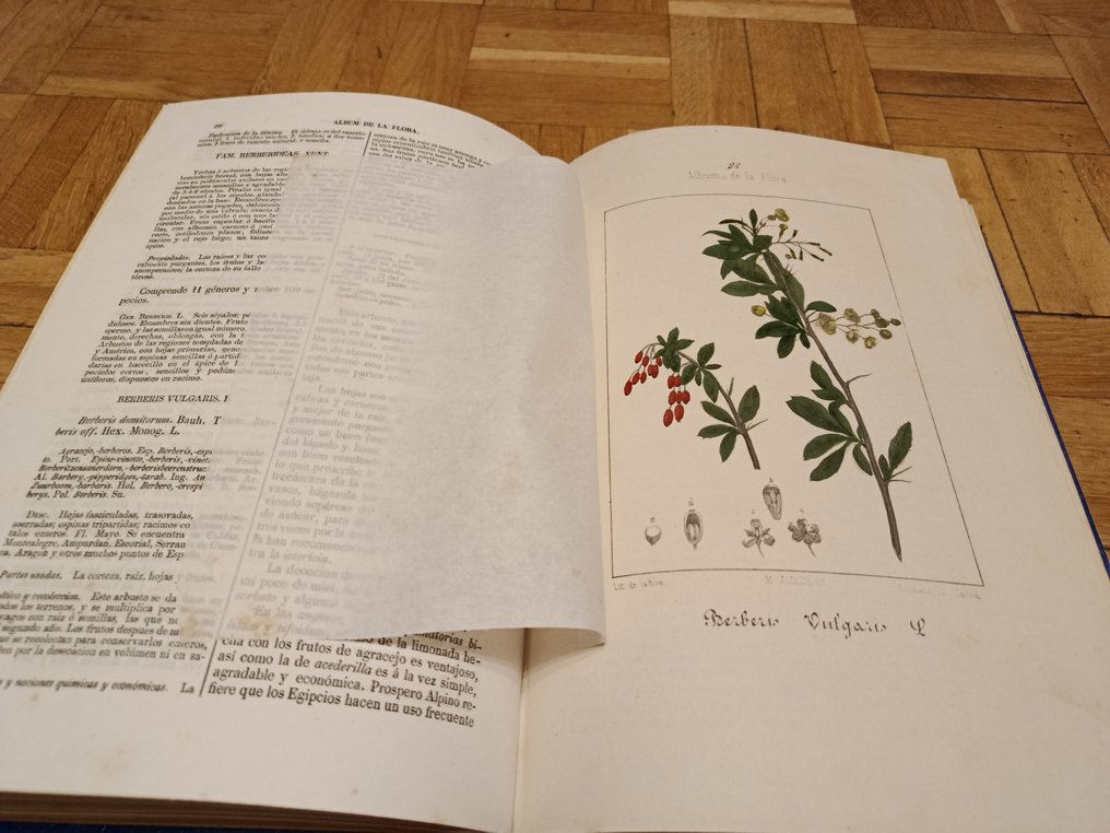 D. Vicente Martín de Argenta - Album de la Flora - 1862-1864 #4.3