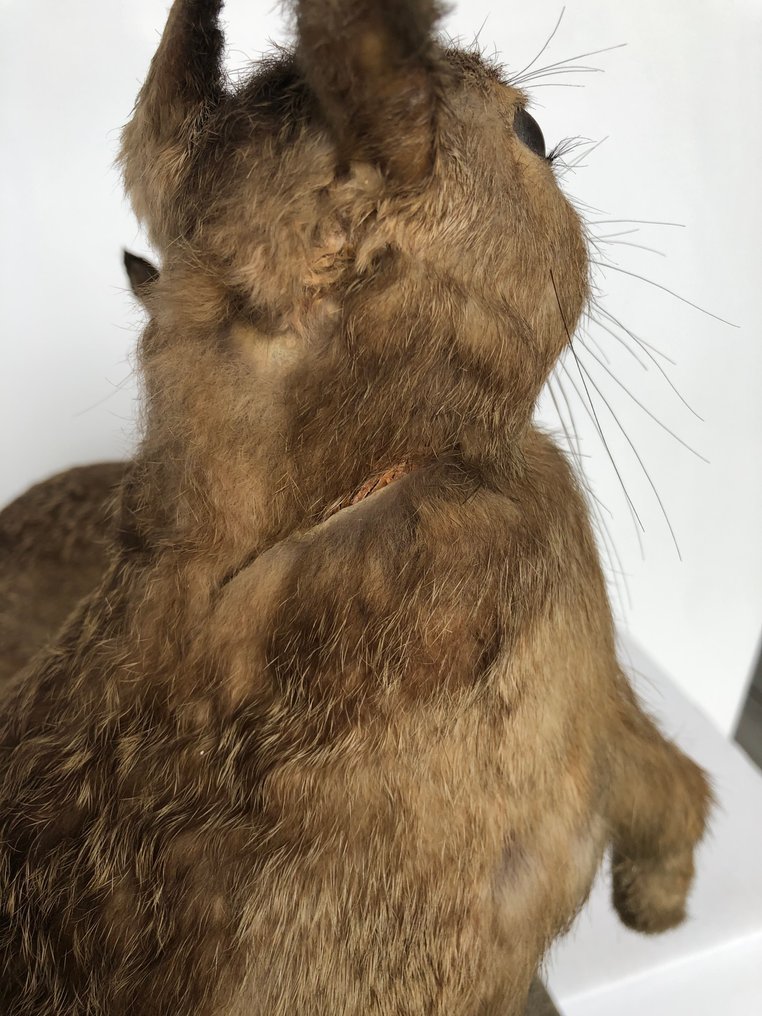 Άγριος κουνάβι Βάση ταρίχευσης ολόκληρου σώματος - oryctolagus cuniculus - 36 cm - 10 cm - 35 cm - Είδη που δεν ανήκουν στο CITES - 2 #4.3