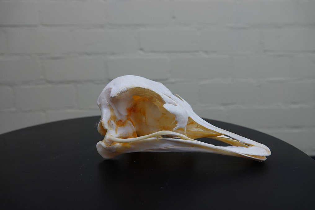 Struzzo Teschio - Struthio camelus - 0 cm - 17.5 cm - 10 cm- non-CITES species #3.2