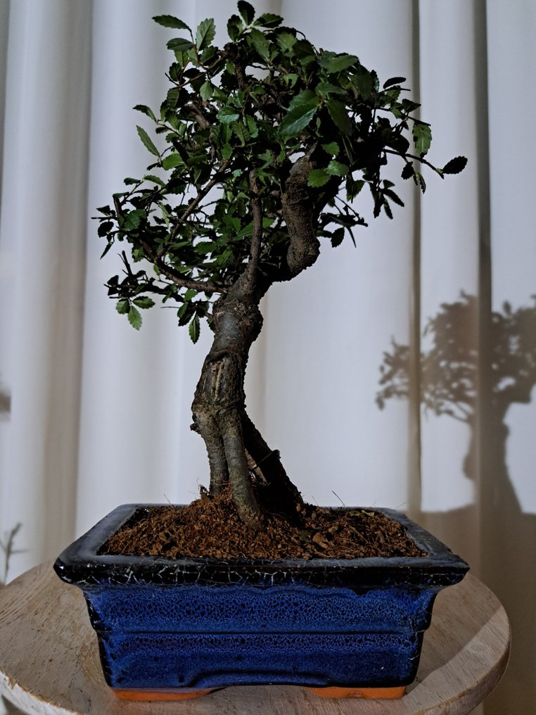 中国榆木盆景（樃榆） - 高度 (树干): 24 cm - 深度 (树干): 18 cm - 荷兰 #1.0