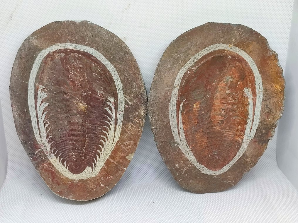 動物化石 - Linda Trilobite Paradoxides  (沒有保留價) #1.0