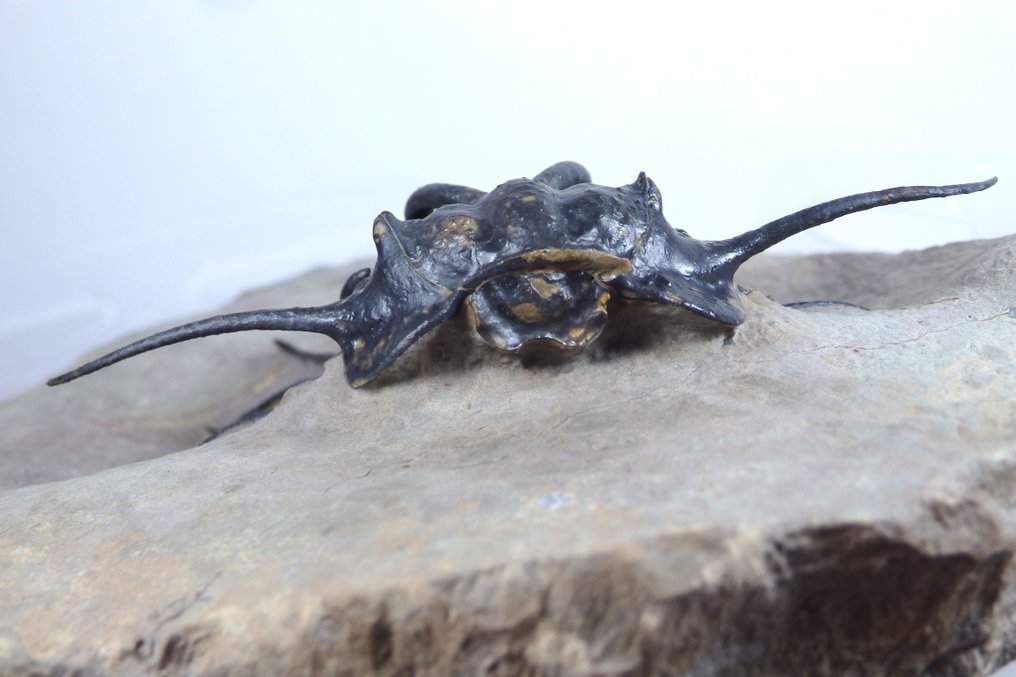 Trilobite - Caparazón fósil - Dicranurus monstruosus - 70mm - 100% Natural spiny trilobite - 133 mm - 38 mm #4.3