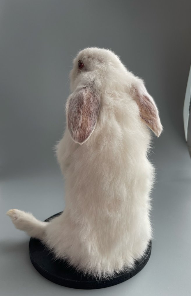 Κουνέλι Βάση ταρίχευσης ολόκληρου σώματος - Taxidermy specimen - 21 cm - 10 cm - 9 cm #1.0