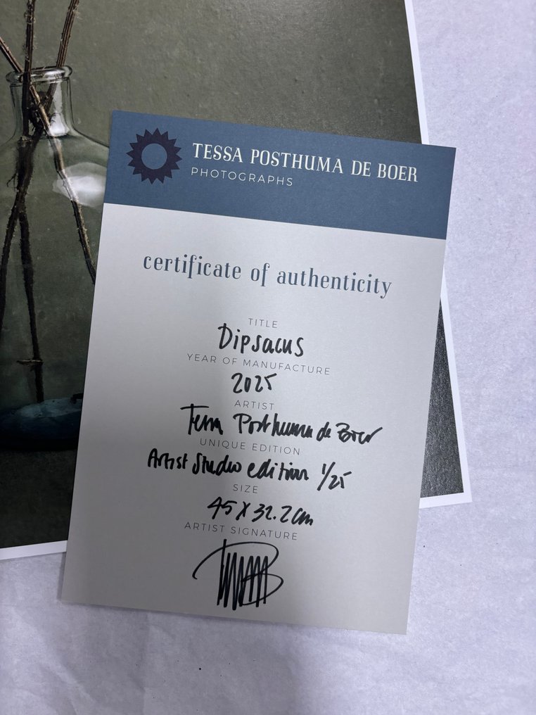 Tessa Posthuma de Boer - Dipsacus #2.1