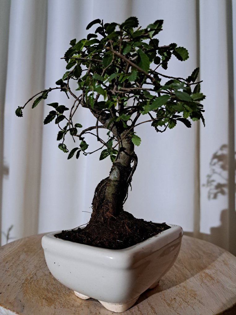 中国榆木盆景（樃榆） - 高度 (树干): 17 cm - 深度 (树干): 13 cm - 荷兰 #4.3
