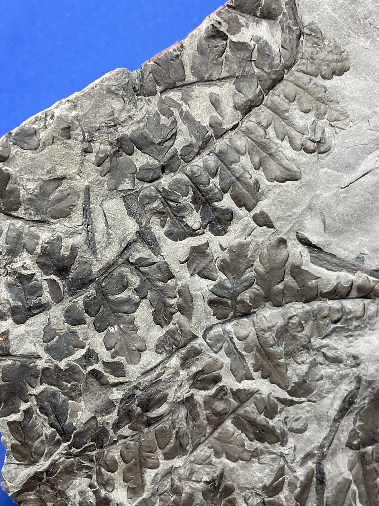 可爱的石炭纪植物化石 - 化石植物 - Mariopteris sauveuri - 18 cm - 12 cm  (没有保留价) #1.0