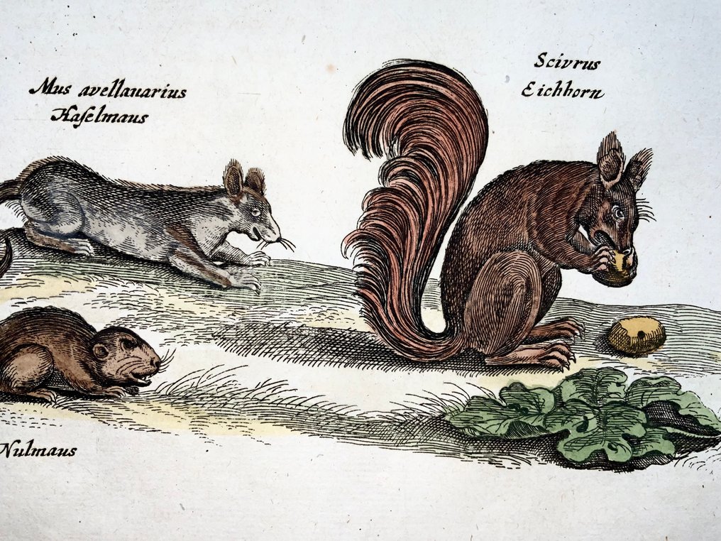 Matthäus Merian (1593-1650) - hand coloured folio, Mice, Rats, Squirrel, Mole - 1657 #1.0