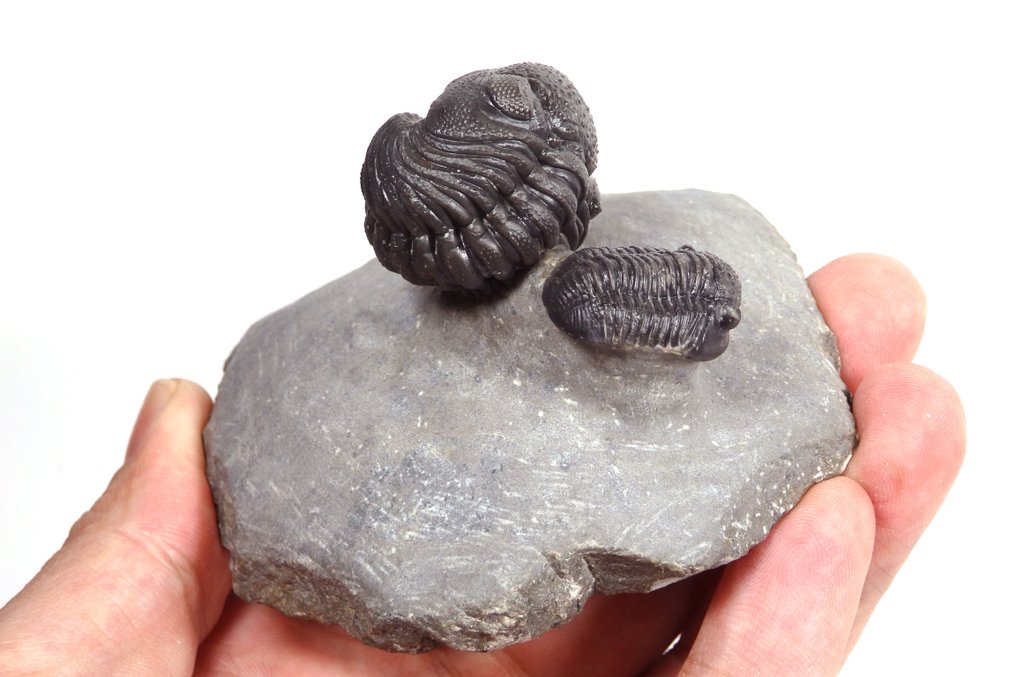 Trilobit - Fossiler Panzer - Phacops sp. + Grastos - Double piece - High cuallity phacops - Rolled phacops is 3cm - 85 mm - 85 mm  (Ohne mindestpreis) #1.0