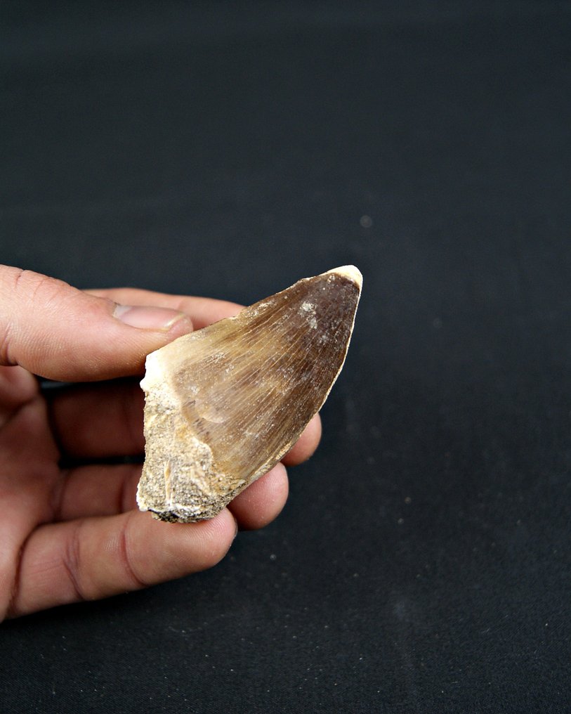 Mosasaur - Fossil tooth - Mosasaurus  (No reserve price) #1.0