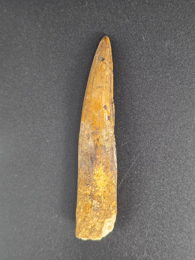 Spinosaur - Fossilised animal - Spinosaur Aegyptiacus - 9 cm  (No reserve price) #1.0