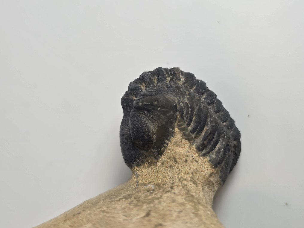 Trilobit - Forstenet dyr - Phacops - 6 cm  (Ingen mindstepris) #1.0