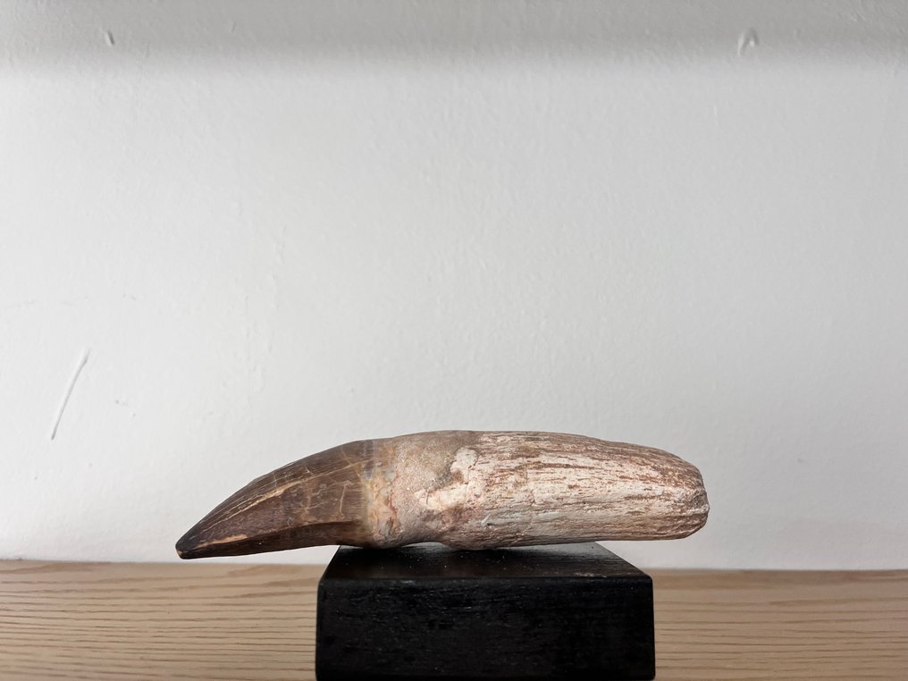 Mosasaur - Απολιθωμένα δόντια - 14 cm - 5 cm  (χωρίς τιμή ασφαλείας) #3.2