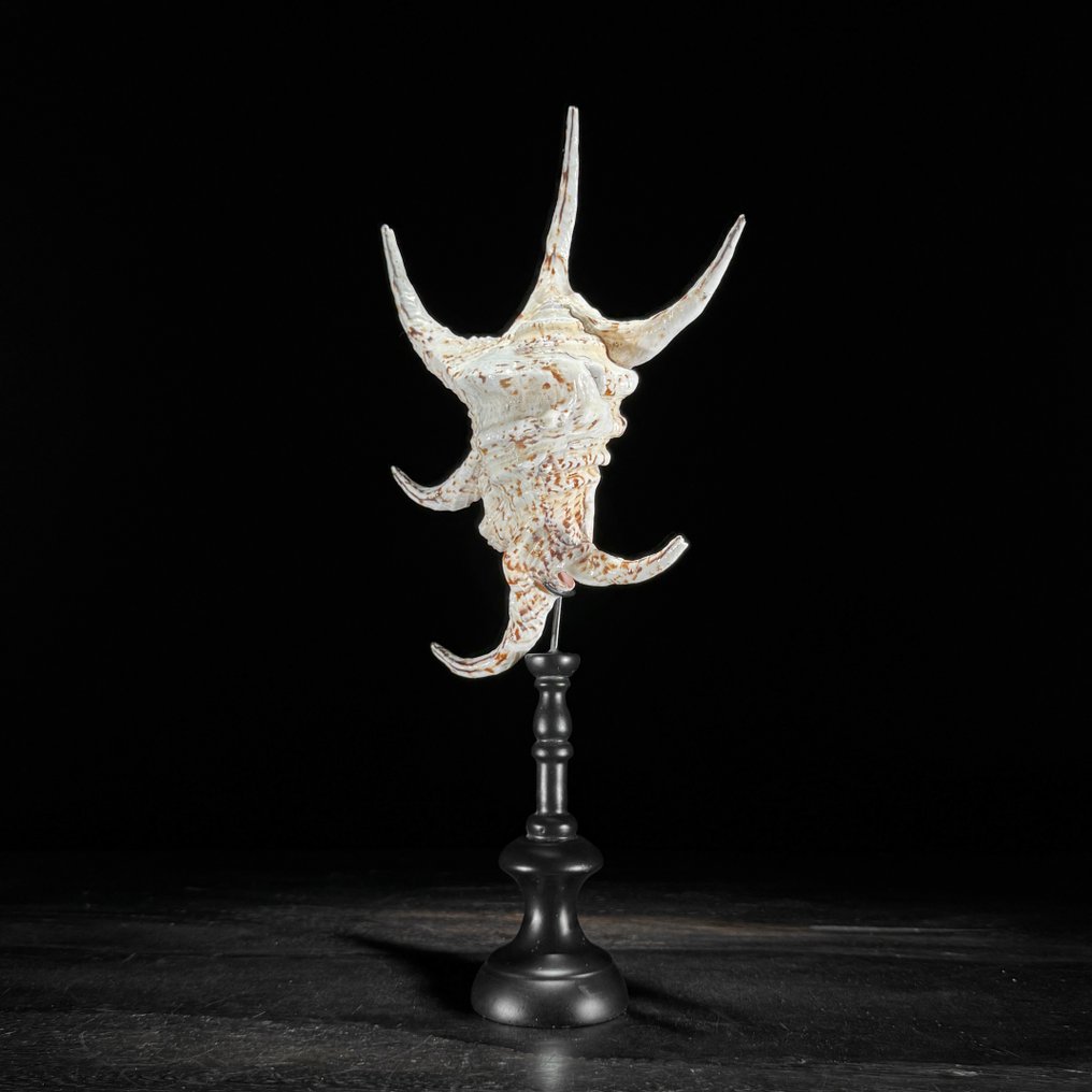 Εντυπωτική συλλογή από δύο κοχύλια Spider Conch σε προσαρμοσμένες βάσεις. Κοχύλι - Lambis lambis  (χωρίς τιμή ασφαλείας) #3.2