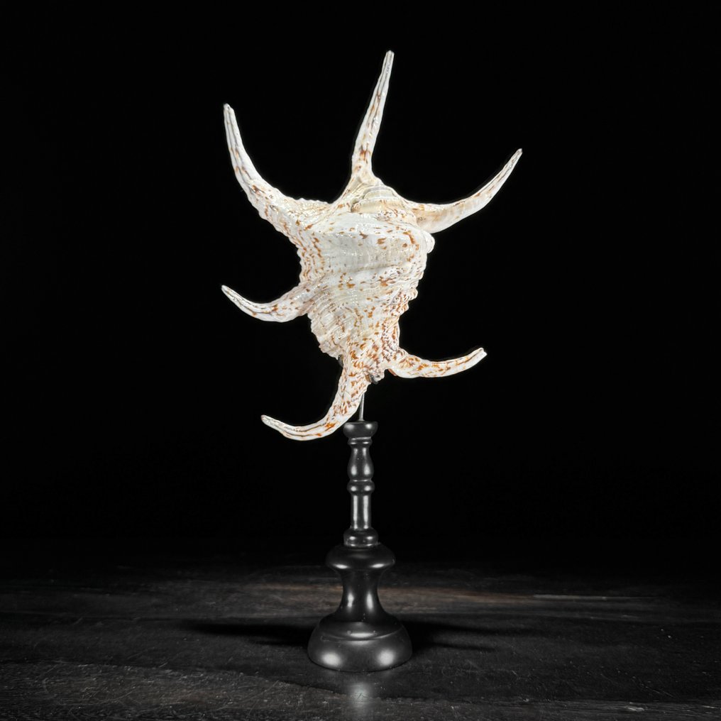 Εντυπωτική συλλογή από δύο κοχύλια Spider Conch σε προσαρμοσμένες βάσεις. Κοχύλι - Lambis lambis  (χωρίς τιμή ασφαλείας) #2.1