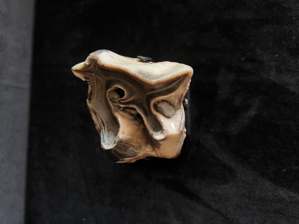 Ρινόκερος της Σουμάτρας - Απολιθωμένα τμήματα - Dicerorhinus sumatrensis - 4.8 cm - 6.5 cm  (χωρίς τιμή ασφαλείας) #1.0