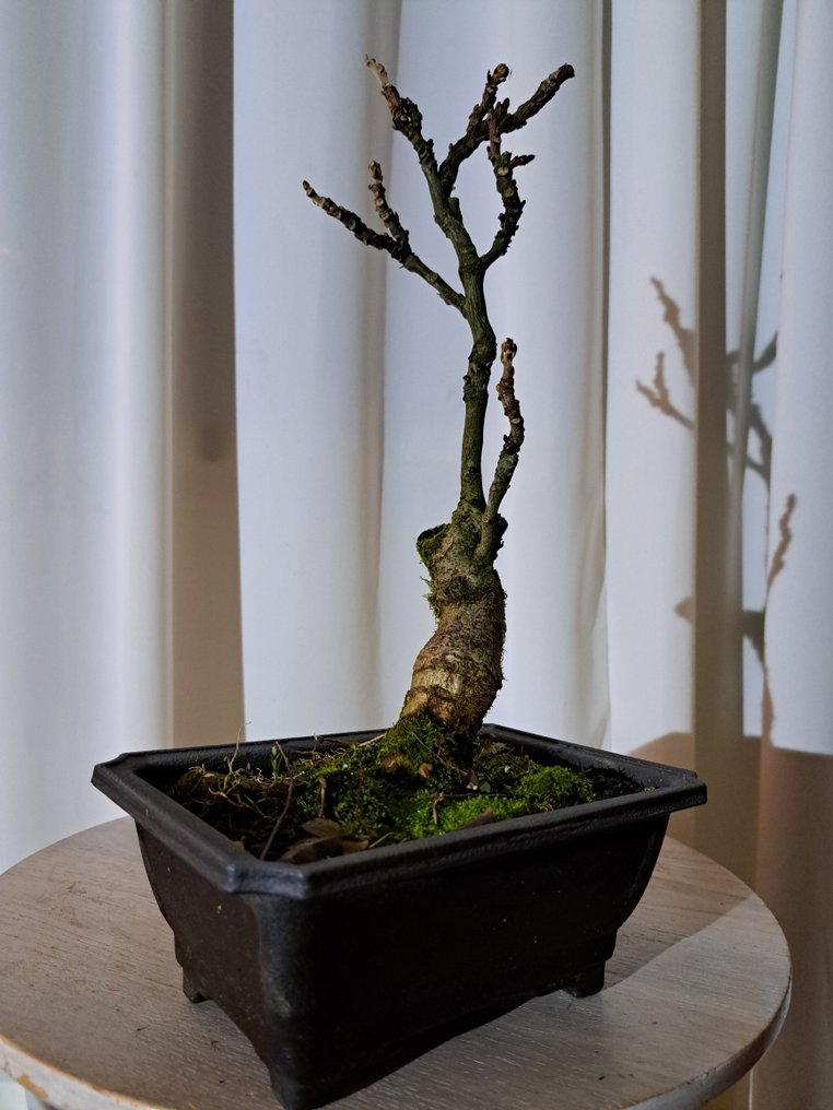 Wisteria bonsai - Ύψος (Δέντρο): 30 cm - Βάθος (Δέντρο): 15 cm - Ιαπωνία #1.0
