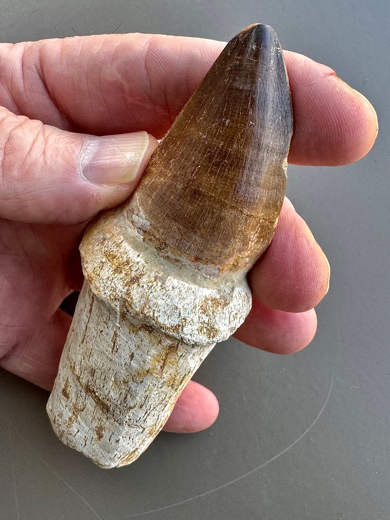 Δεινόσαυρος - Απολιθωμένα δόντια #3.2