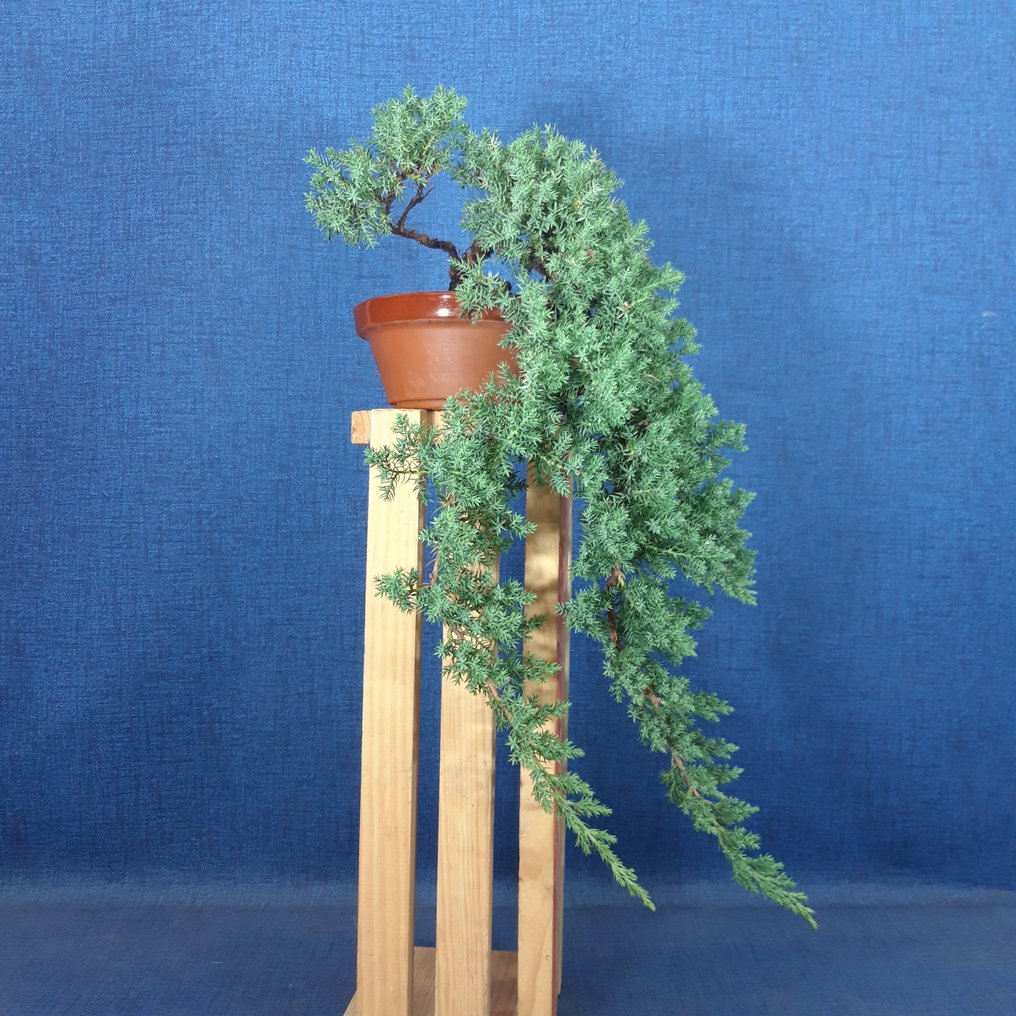 Juniper bonsai (Juniperus) - Height (Tree): 49 cm - Depth (Tree): 21 cm - Spain #1.0