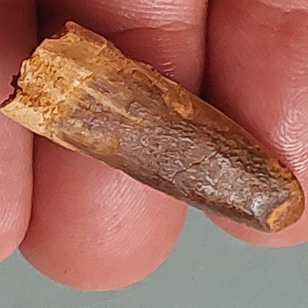 稀有的牙齿，来自Rebbachisaurus，28毫米。 - 牙齒化石 - 35 mm - 12 mm #1.0