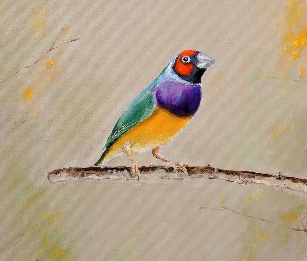 Matthieu van Riel - Gouldian Finch #3.2